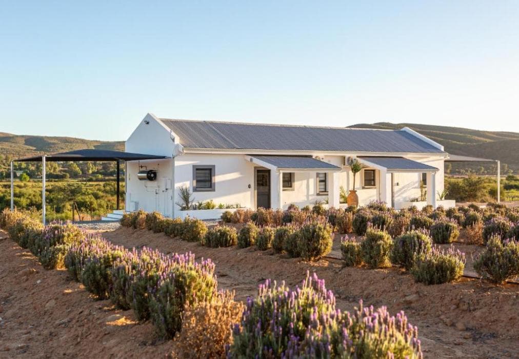 Karoo Lavender