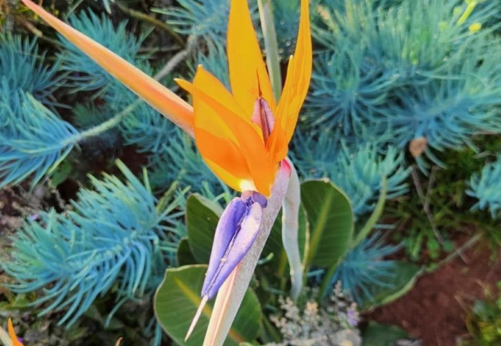 Aloe Arbour Selfcatering Cottages