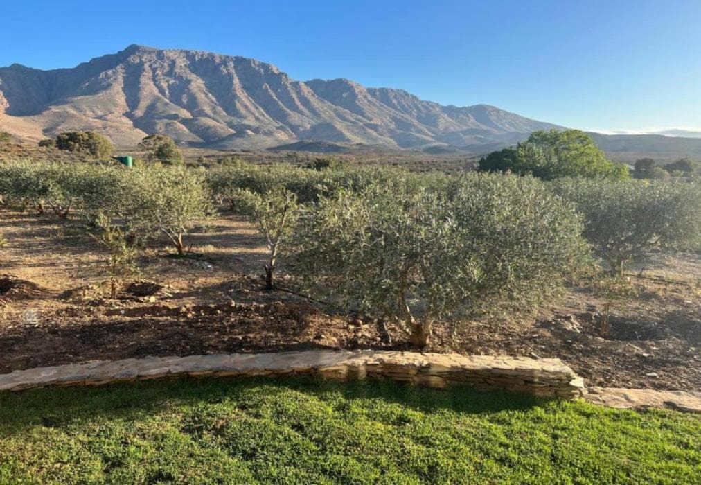 Altevrede Olive Farm