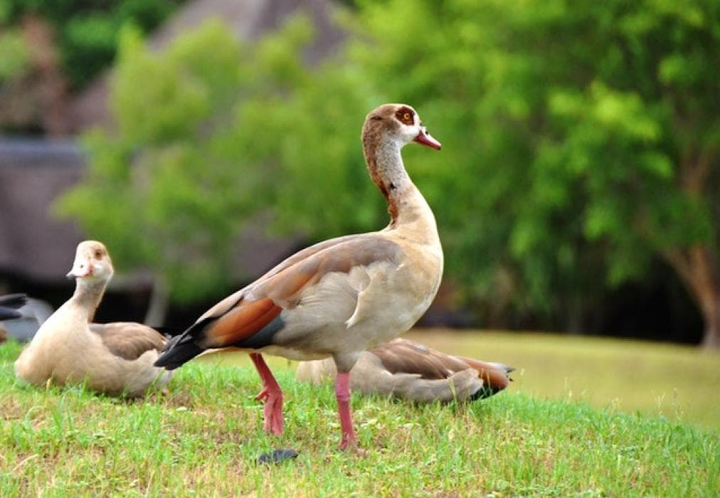 Kruger Park Lodge Unit No. 611